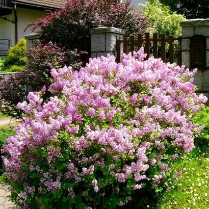 Сирень Мейера "Flowerfesta Purple"