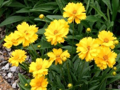 Кореопсис крупноцветковый (Coreopsis grandiflora)