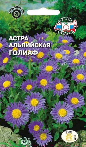Астра альпийская Голиаф  (Седек)