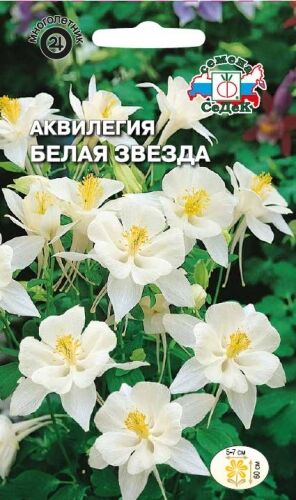 Аквилегия Белая звезда (Седек)