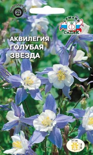 Аквилегия Голубая звезда (Седек)