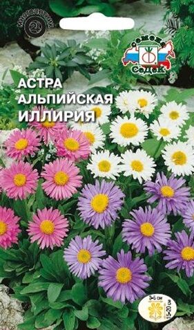 Астра альпийская Иллирия смесь (Седек)