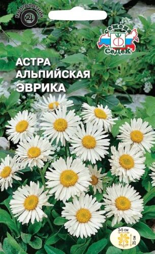 Астра альпийская Эврика  (Седек)