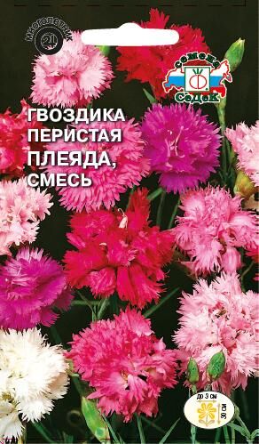 Гвоздика Плеяда перестая смесь (Седек)