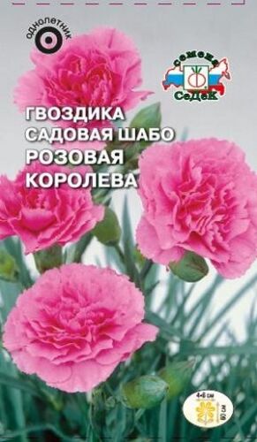 Гвоздика шабо Розовая королева (Седек)