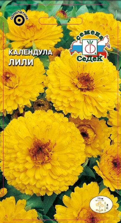 Календула Лили (Седек)