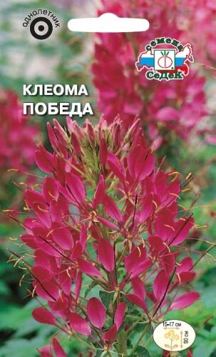 Клеома Победа (Седек)