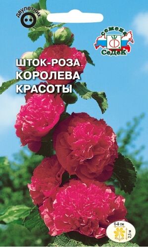 Шток - роза Королева красоты (Седек)