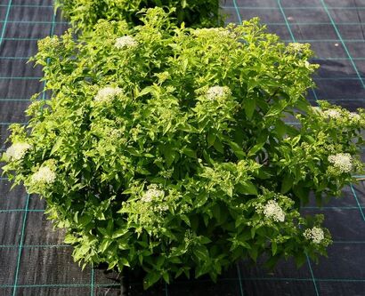 Спирея японская "Pygmea Alba"