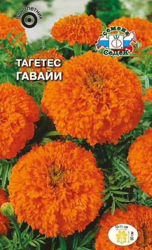 Тагетес Гавайи прямостоячий (Седек)