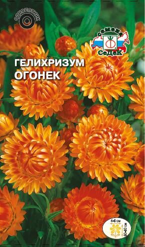 Гелихризум Огонёк (Седек)