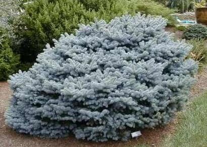 Ель колючая"Glauca Globosa"