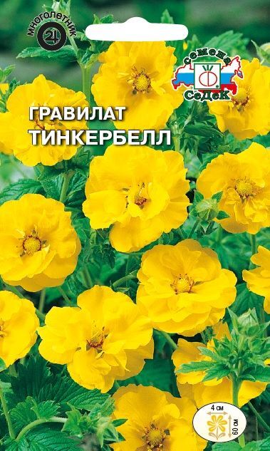 Гравилат Тинкербелл чилийский жёлтый (Седек)
