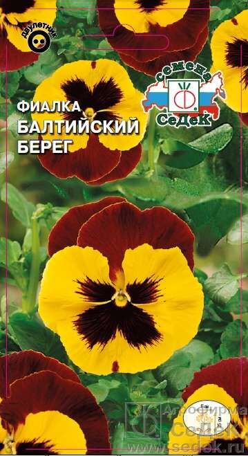 Фиалка Балтийский берег (Седек)