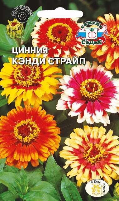 Цинния Кэнди страйп смесь (Седек)