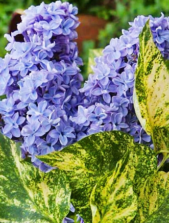 Сирень обыкновенная "Aucubaefolia"