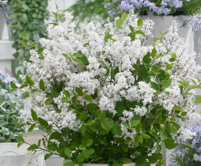 Сирень Мейера "Flowerfesta White"