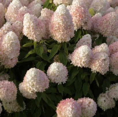 Гортензия метельчатая "Magical Sweet Summer"