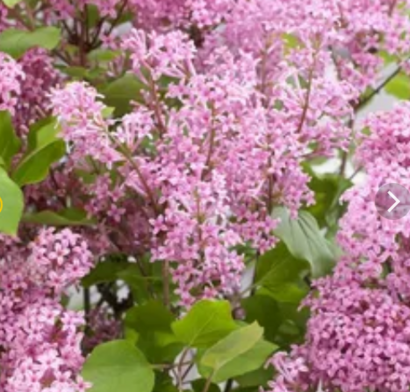 Сирень Мейера "Flowerfesta Pink"