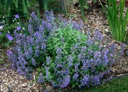 Котовник Фассена "Blue Wonder"