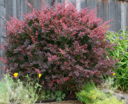Барбарис тунберга "Atropurpurea"