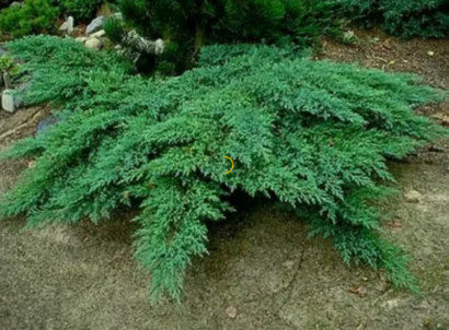 Можжевельник казацкий "Rockery Gem"