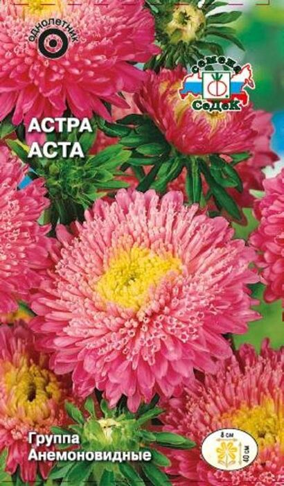 Астра Аста (Седек)