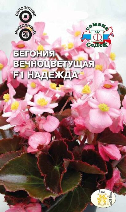 Бегония Надежда вечноцветущая F1 (Седек)