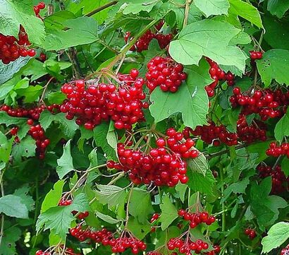 Калина обыкновенная "Аккорд"