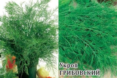 Укроп Грибовский (Сотка)