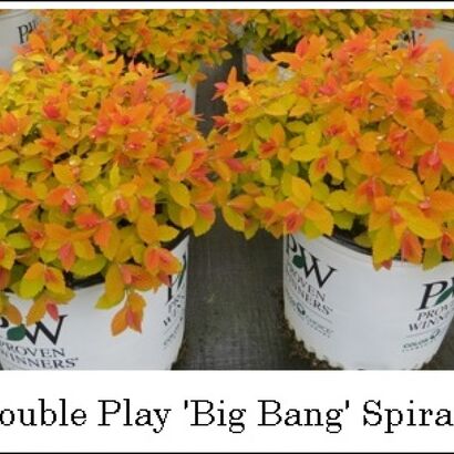 Спирея японская "Double Play Big Bang"