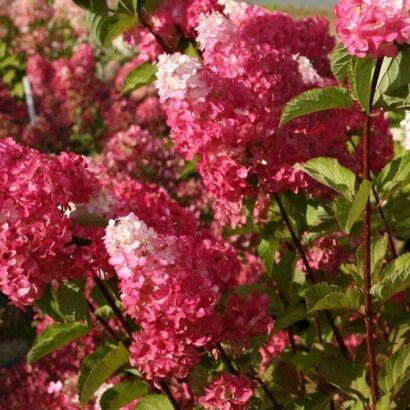 Гортензия метельчатая "Fraise Melba"