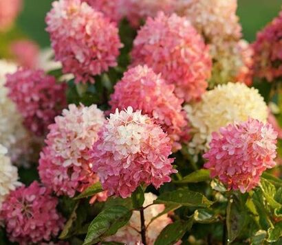 Гортензия метельчатая "Touch of Pink"