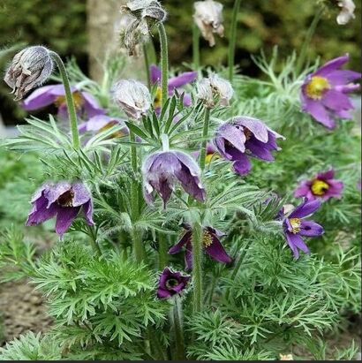 Прострел обыкновенный "Pinwheel Blue Violet"
