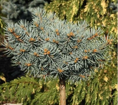 Ель колючая"St. Mary's Broom"