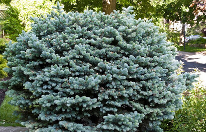 Ель колючая"Glauca Globosa"