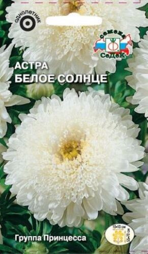 Астра Белое солнце принцесса (Седек)