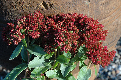 Седум "Munstead Dark Red"