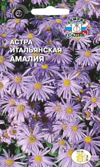 Астра Амалия (Седек)