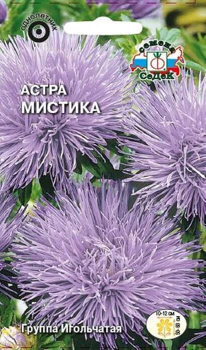 Астра Мистика игольчатая (Седек)