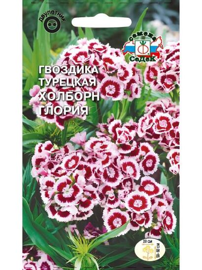 Гвоздика турецкая Холборн Глория (Седек)