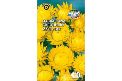 Гелихризум Звёздный мальчик (Седек)