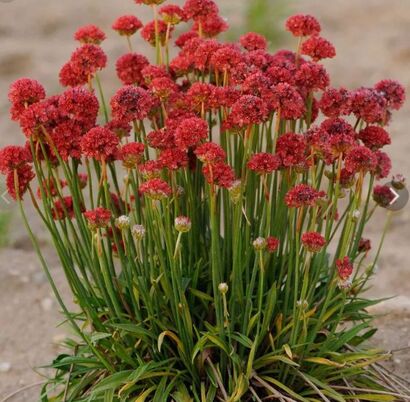 Армерия приморская "Ballerina Red"