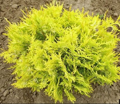Туя западная "Globosa Aurea"