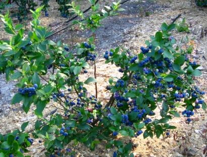 Голубика высокая "Bluecrop"
