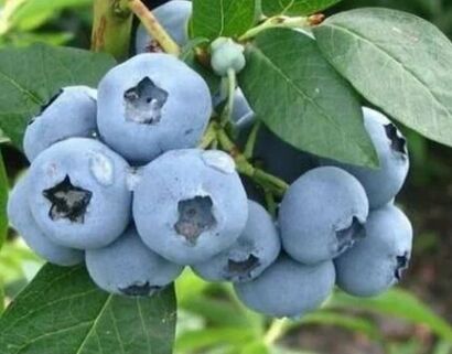 Голубика высокая "Bluecrop"