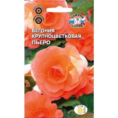 Бегония Пьеро крупноцветковая (Седек)
