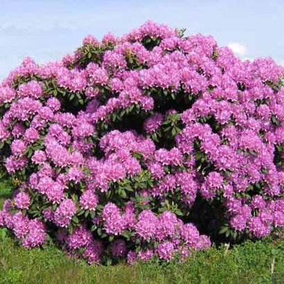Рододендрон гибридный "Roseum Elegans"
