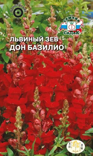 Львиный зев Дон Базилио (Седек)