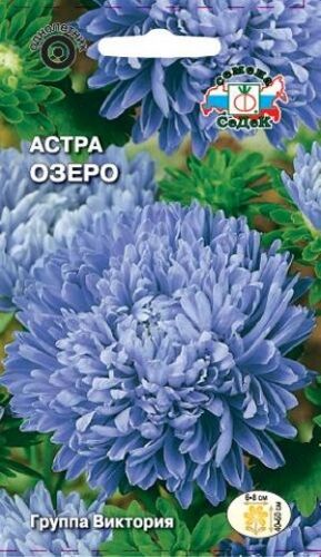 Астра Озеро королевская (Седек)